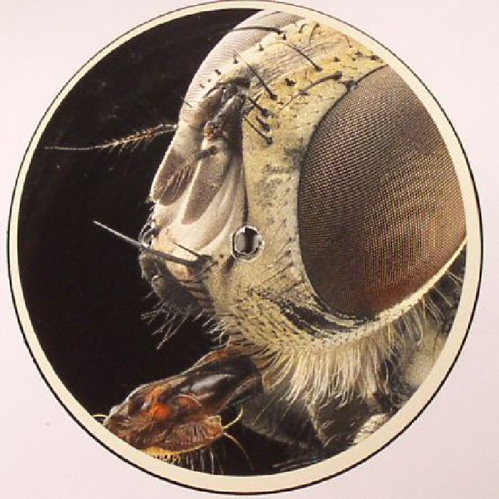Arctor Monachopsis