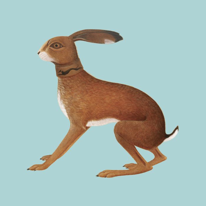 Vashti Bunyan – Lookaftering (Expanded Edition) vinyl cover